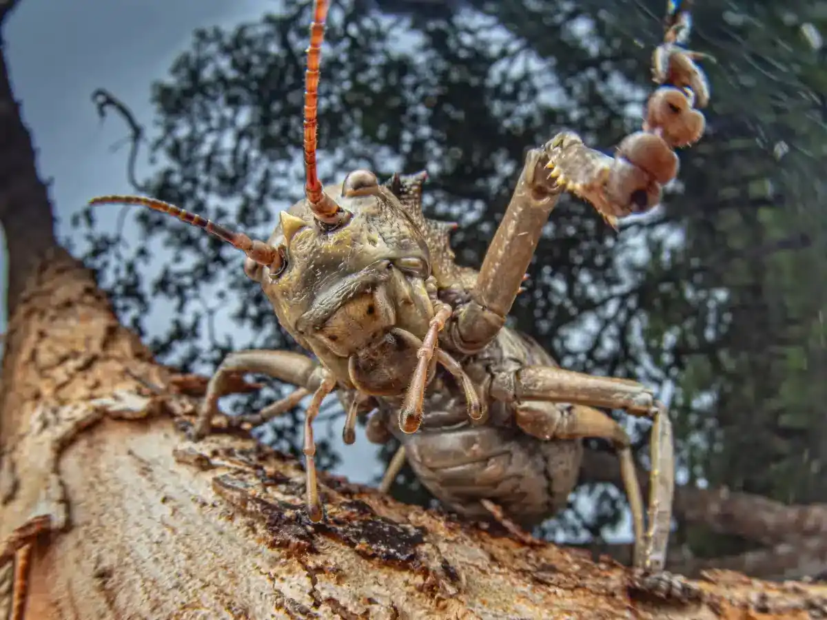 An Armored Cricket Photographed As Part Of The Recent Survey