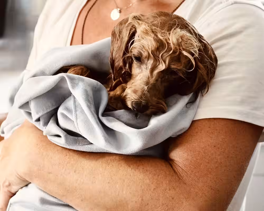 Scared,wet,curly,brown,cockapoo,dog,with,sad,puppy,eyes