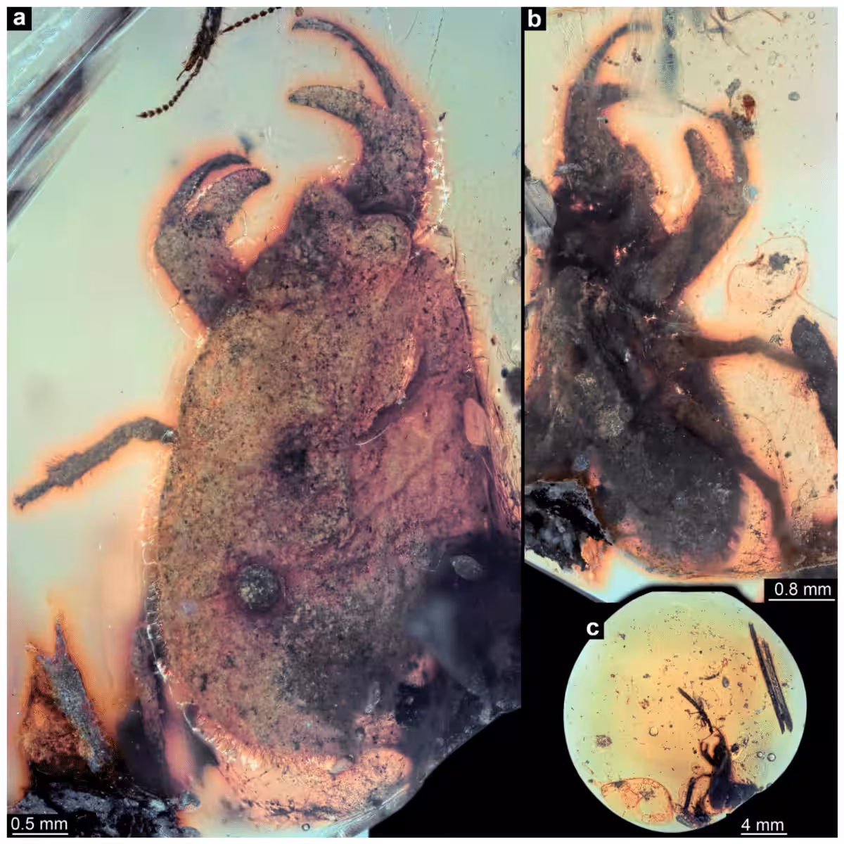 Microscopic Views Of The Newly Discovered Insect Species Preserved In Amber.
