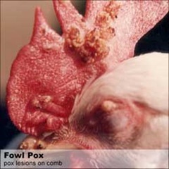fowl fox poultry disease5