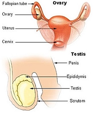 Ovary and Testis