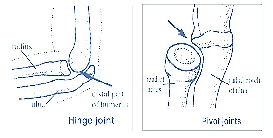 hinge joint pivot3