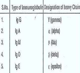 iimmunoglobulin types12