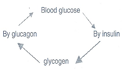 Insulin Glucagon