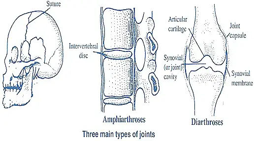 TYPES OF BONE JOINTS