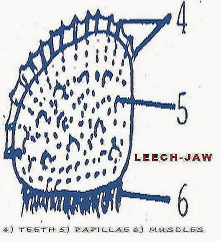 leech digestive system jaw thumb6