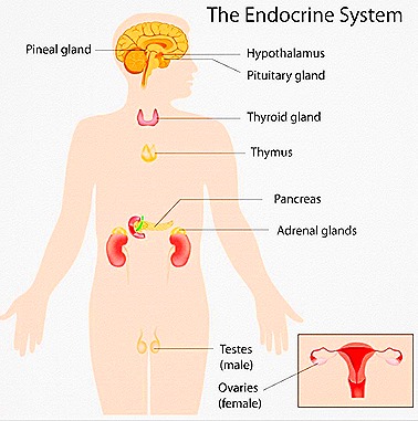 The location, structure and functions of the endocrine glands