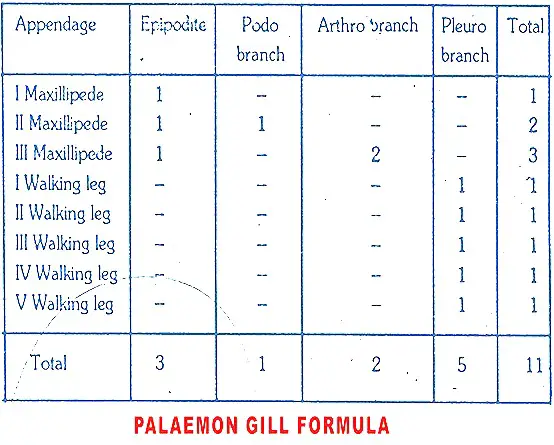 palaemon respiratory system2