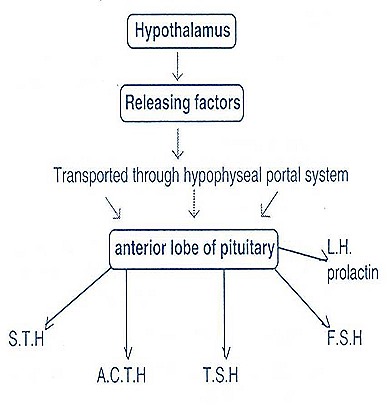 Pituitary Gland Hypothalamus