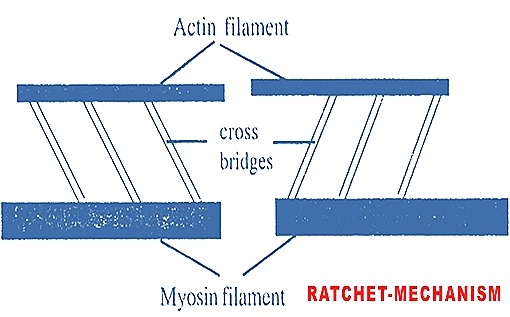 ratchet mechanism3