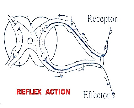 reflex action2 thumb10