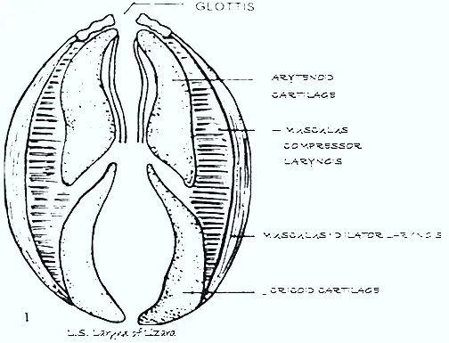 reptiles respiration larynx thumb27