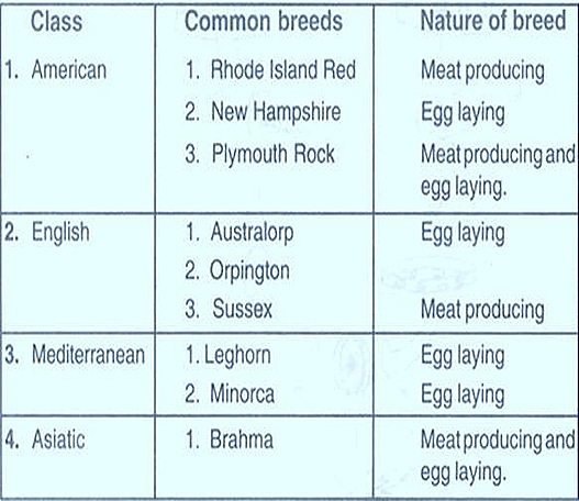 rooster breeds poultry12