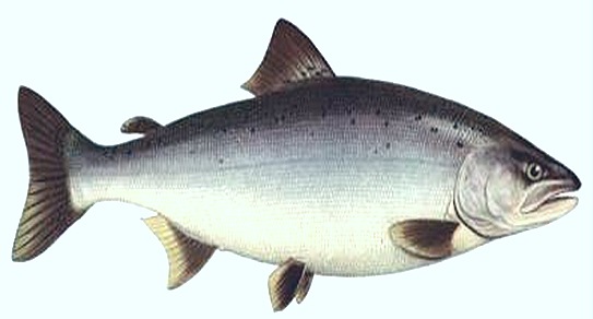 salmon fish thumb36