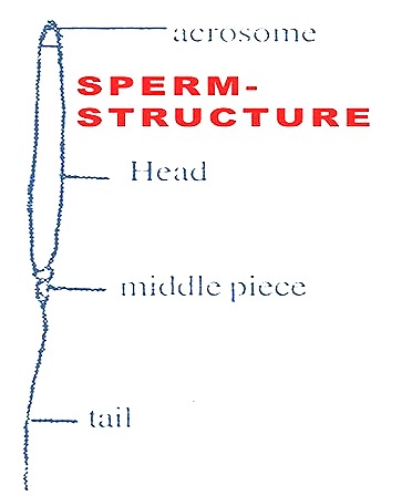 sperm structure of rabbit