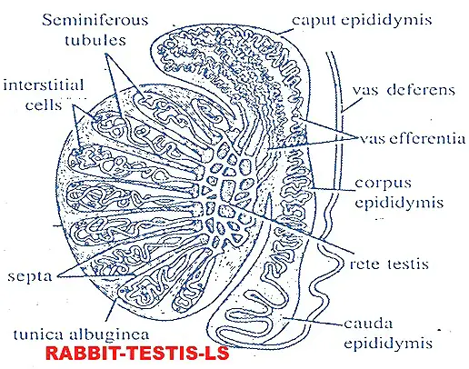 testis in rabbit
