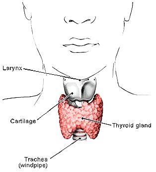 Thyroid Glands