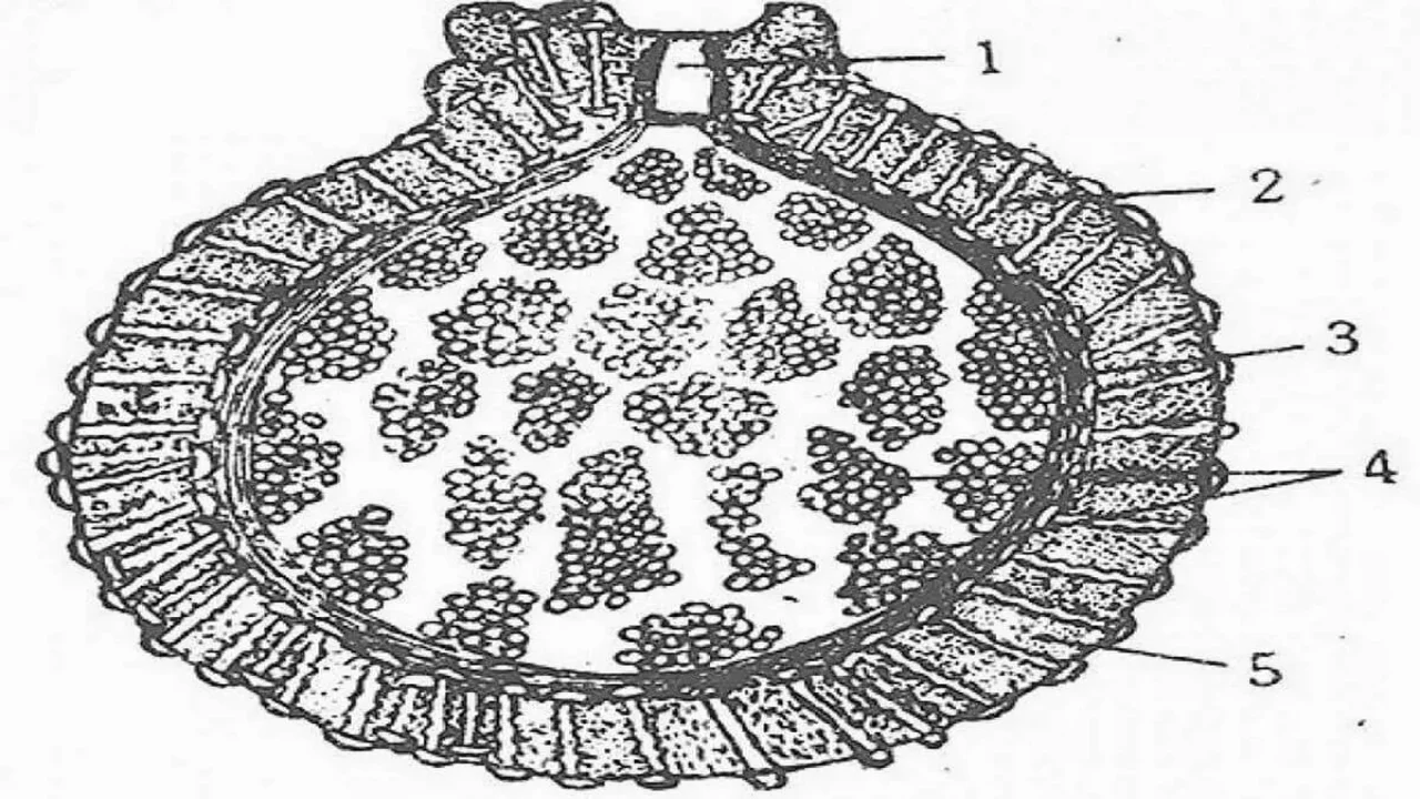 GEMMULES IN SPONGES: 1) Micropyle 2) Spicule 3) Inner layer 4) Archaeocytes 5) Outer pneumatic layer