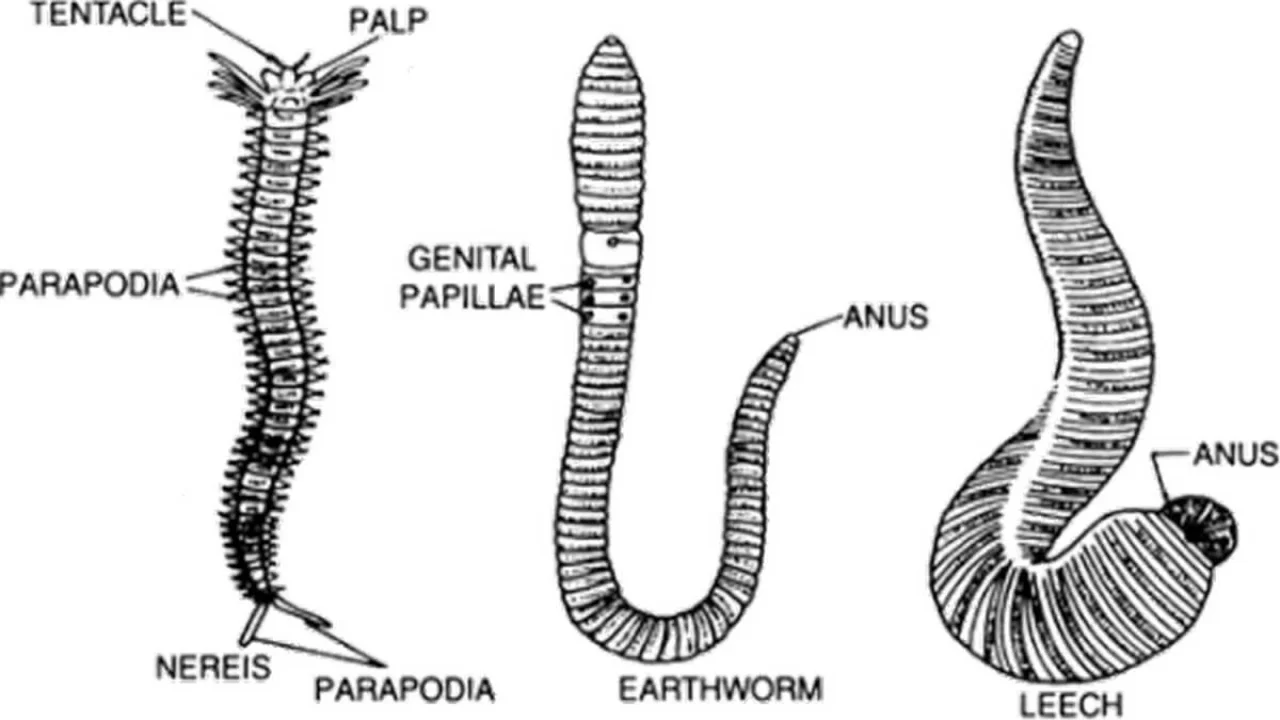 Digestive System of Hirudinaria and Its Adaptations.