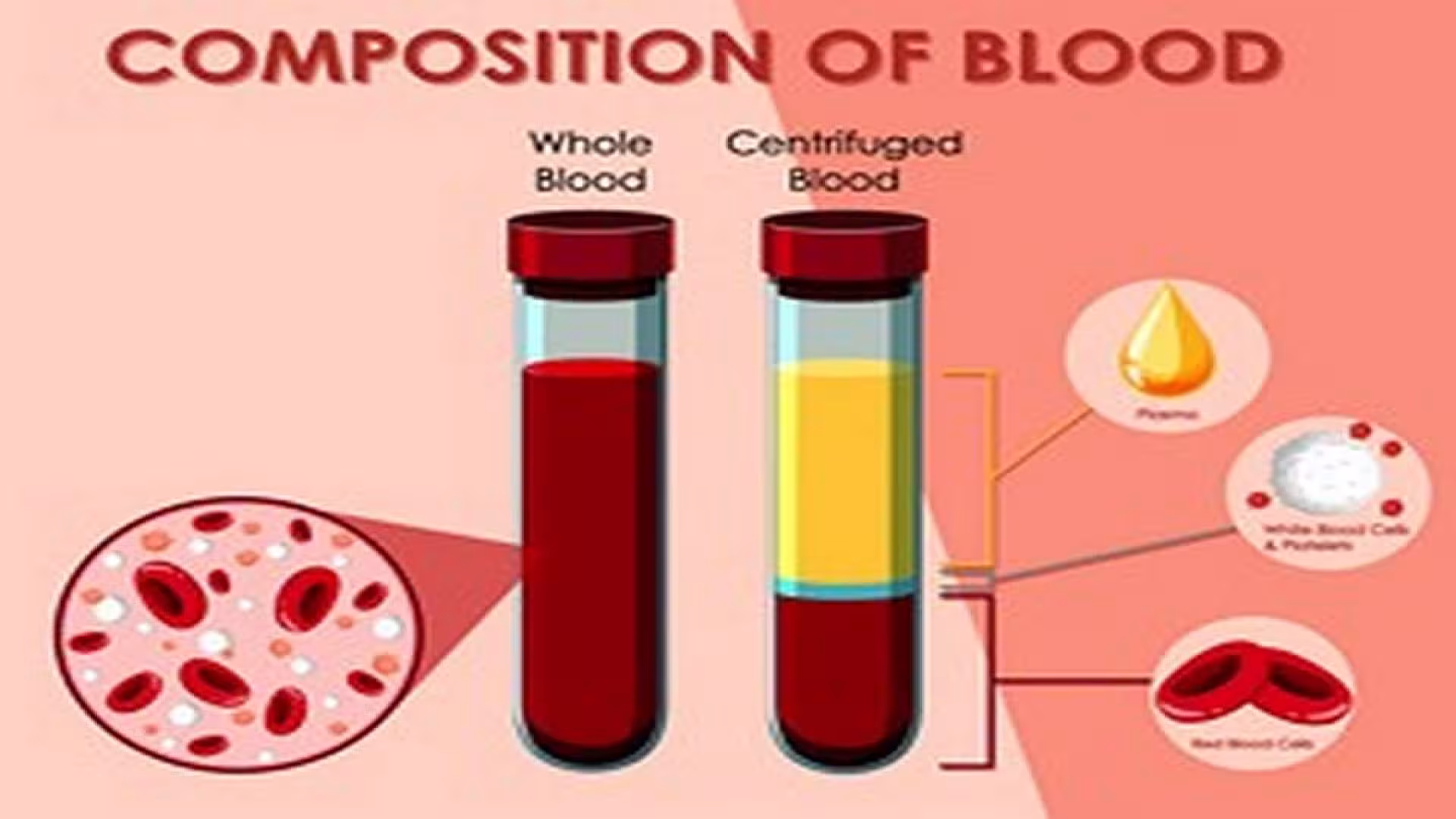 Diagram showing composition of blood.
