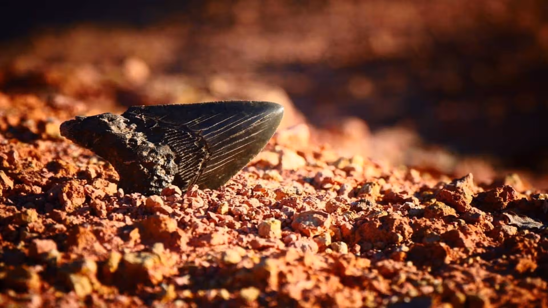 A Deep Sea Robot Found A Megalodon Tooth Feet Below The Pacific In A Place No One Had Ever Explored Scaled