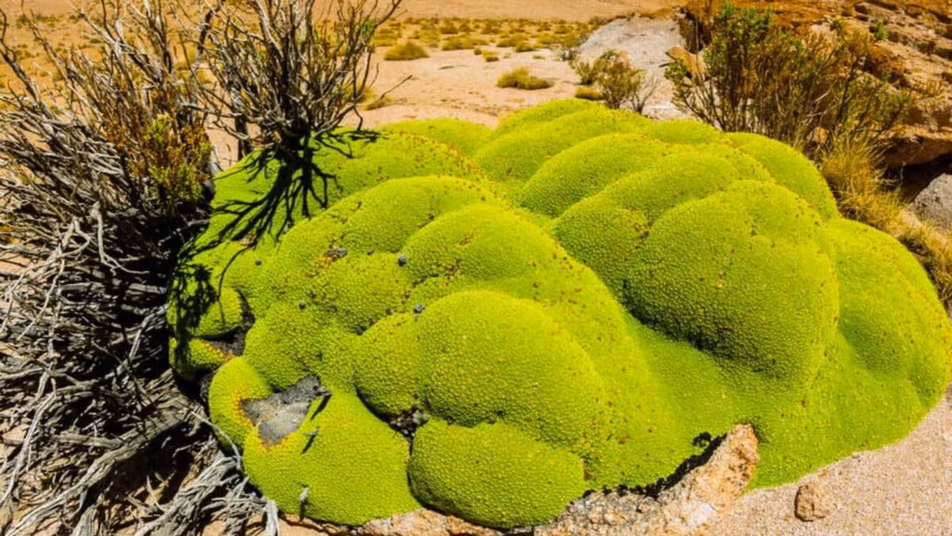Scientists Exploring Harsh Deserts Found Something Hidden Inside Mosses That No One Had Ever Seen Before Scaled