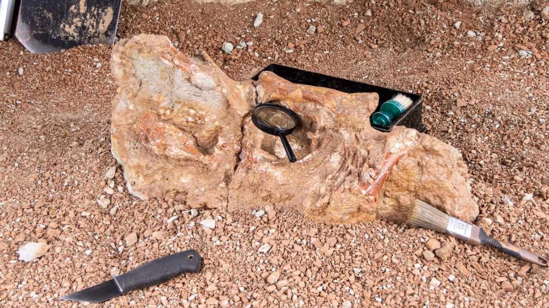 A Forgotten Dinosaur Has Just Reappeared From Fragments Of Bones On An Ancient Romanian Island Scaled