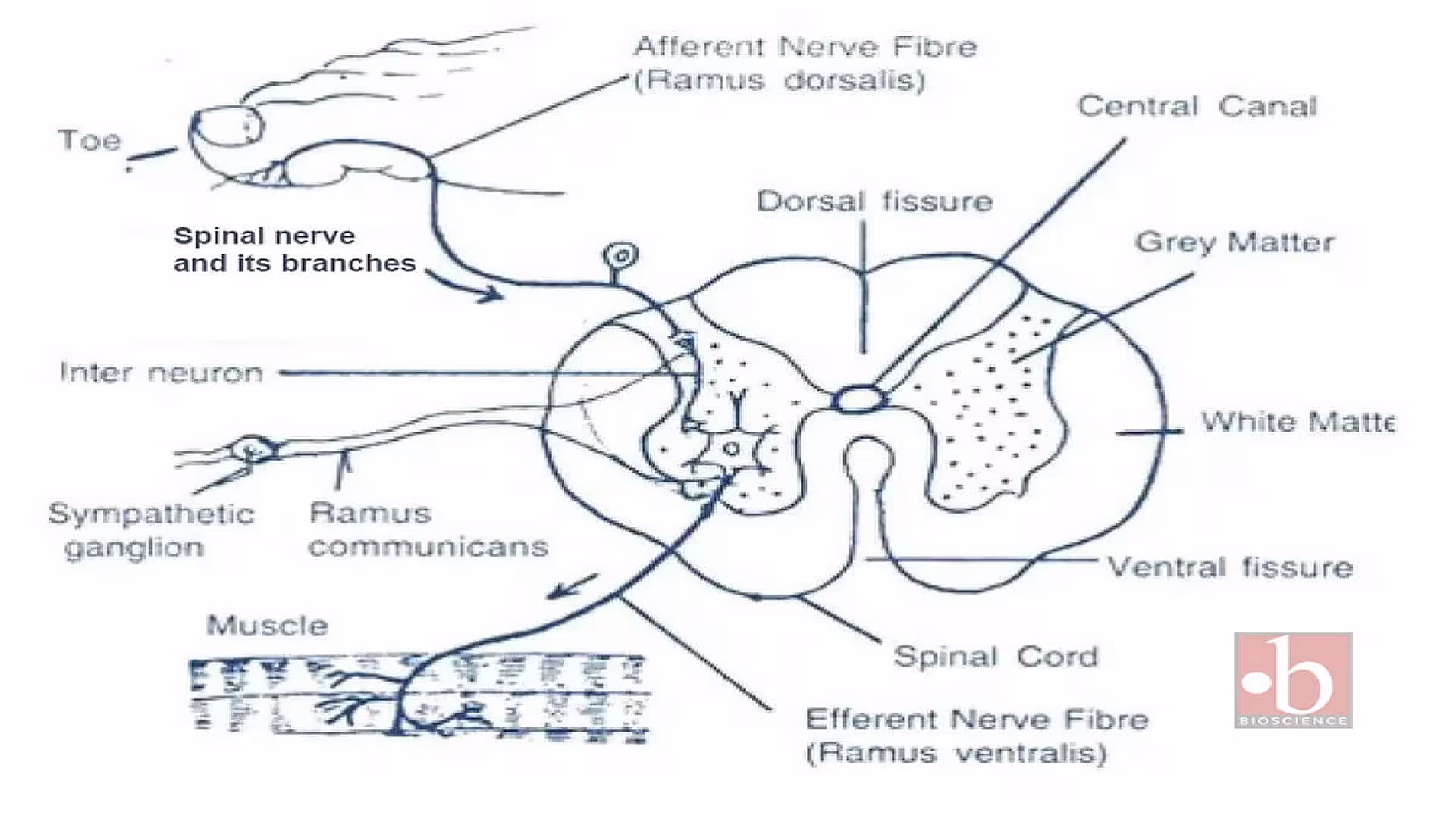 Spinal nerves and its branches.