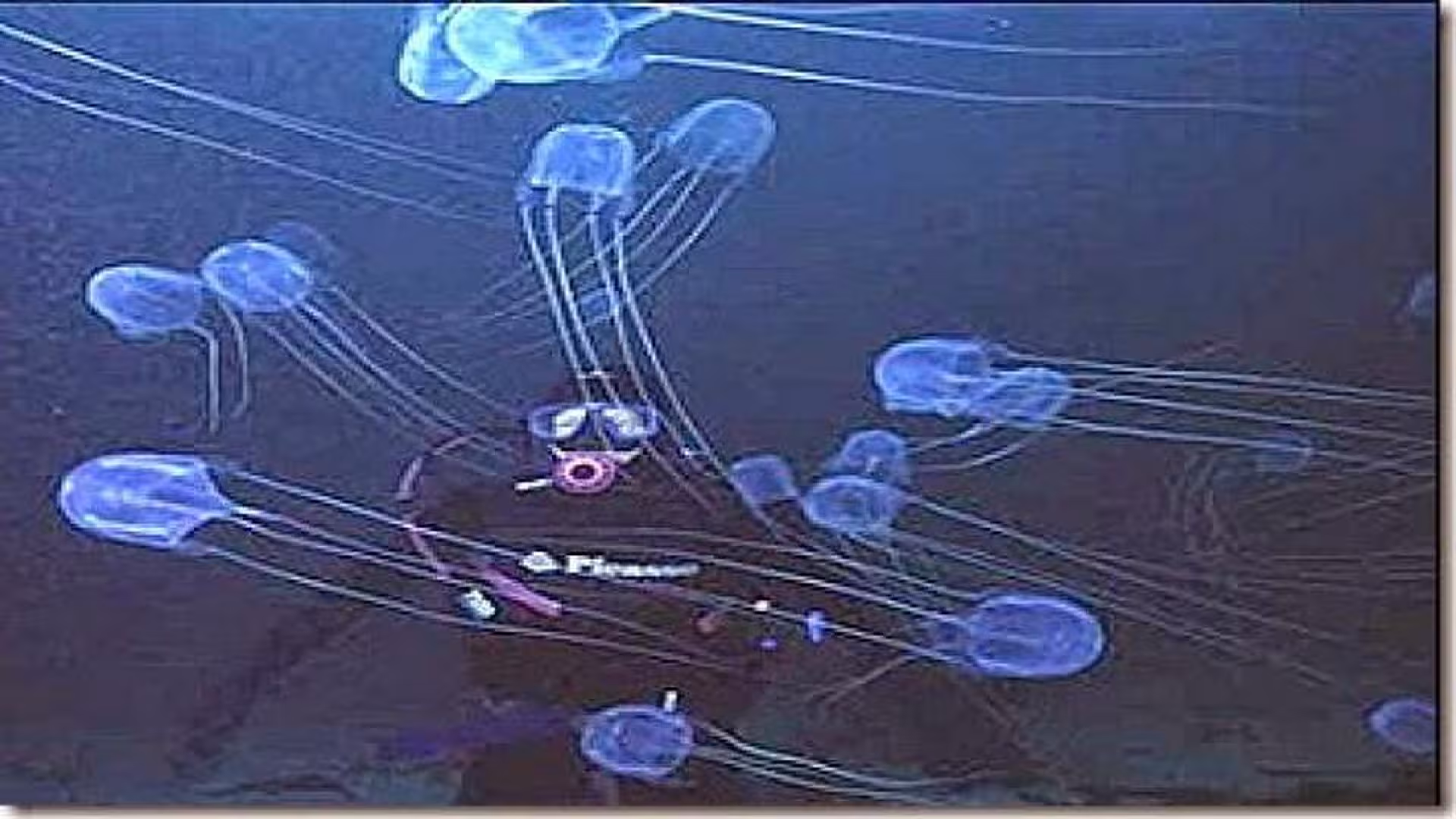 Aurelia (Jellyfish)