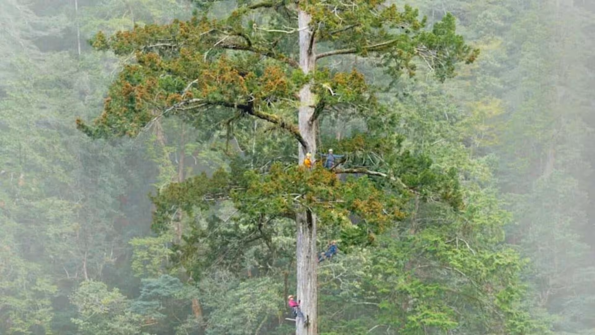 The Tallest Tree In East Asia Was Nearly Impossible To Find Scaled