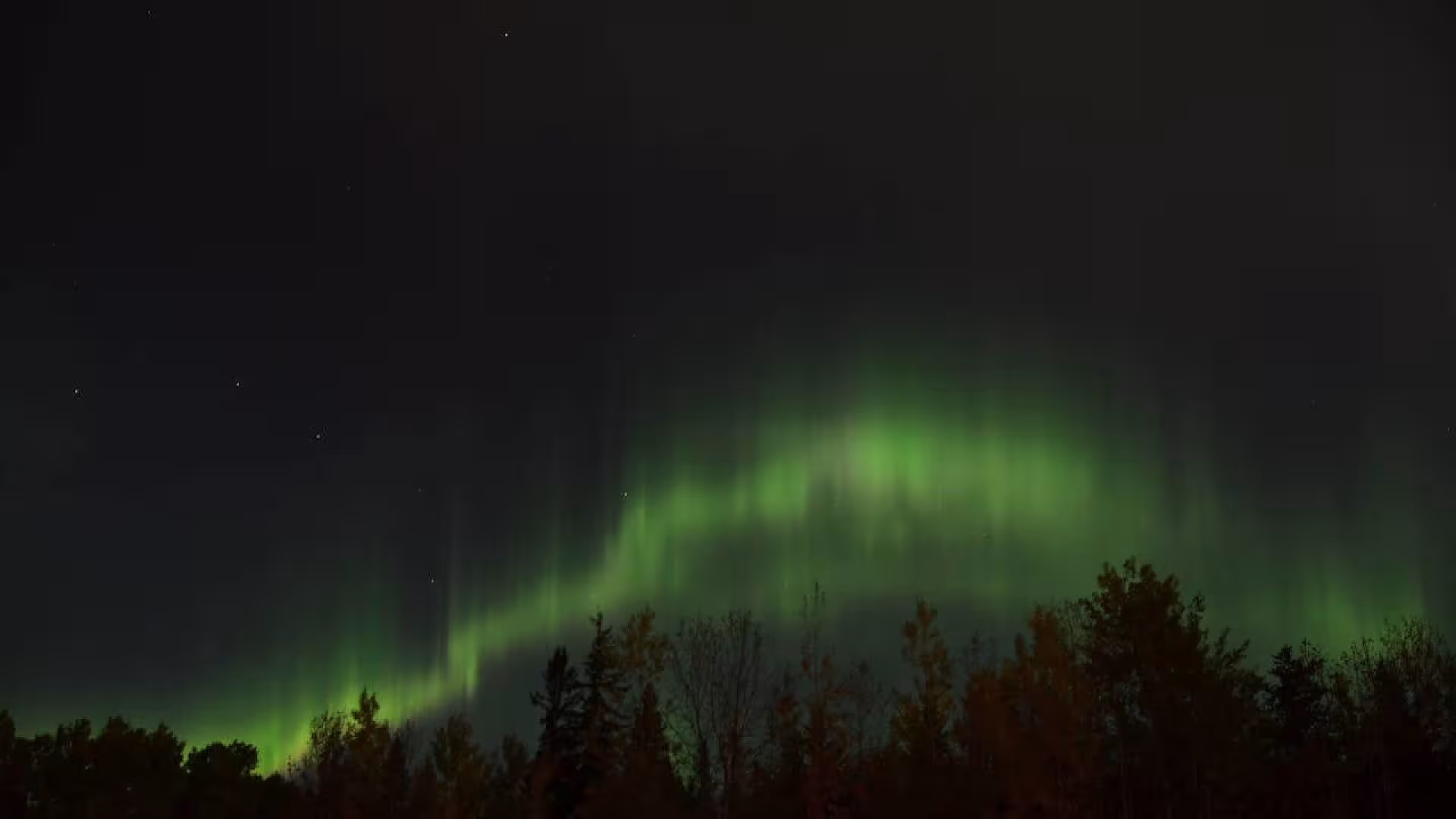 Brilliant green aurora borealis lights up a dark night sky above a line of silhouetted trees.