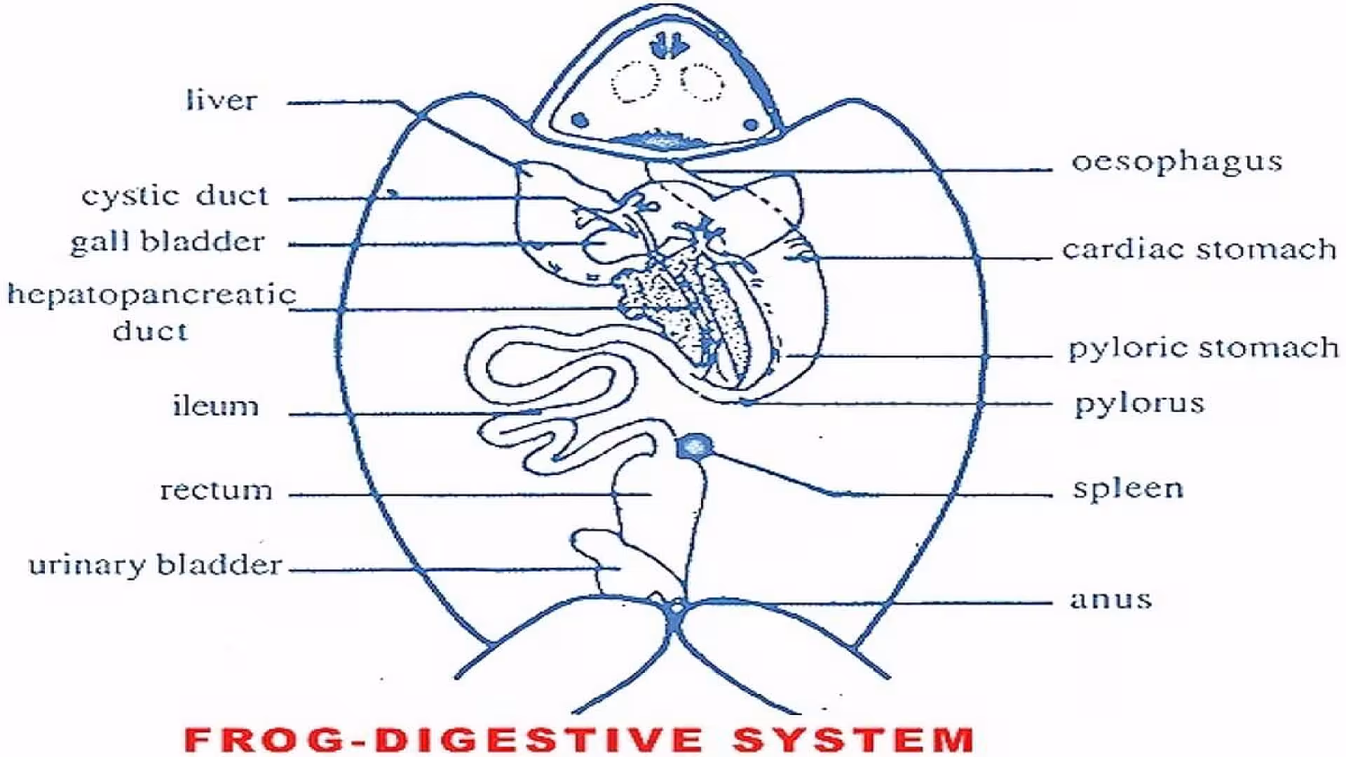Digestive System of Frog.