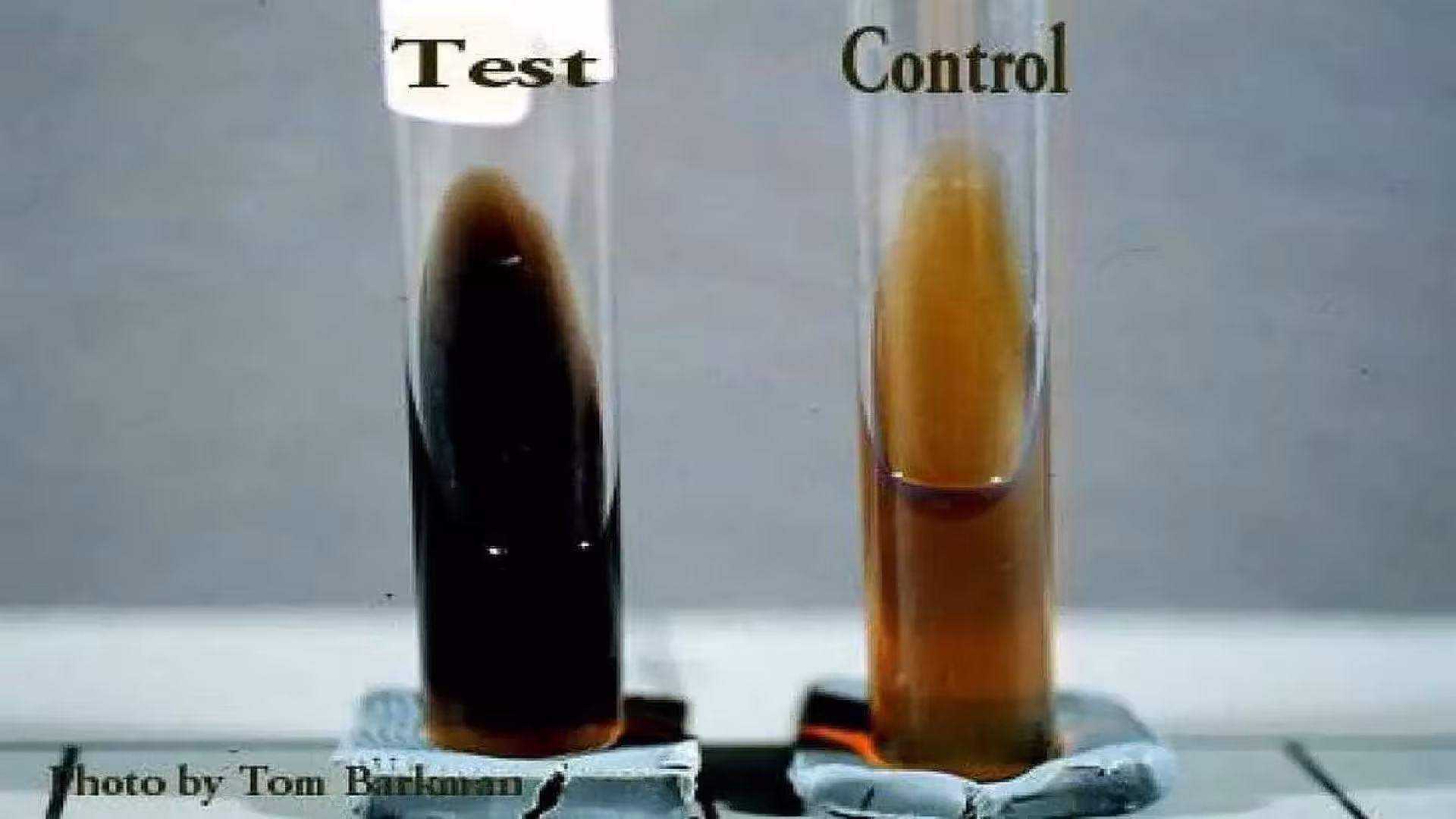 Bile Esculin Agar test
