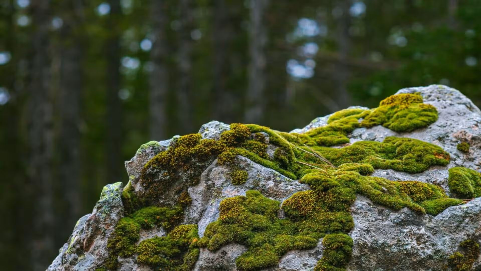 The Ancient Fungi Bond Hiding Inside Californias Toughest Moss Scaled