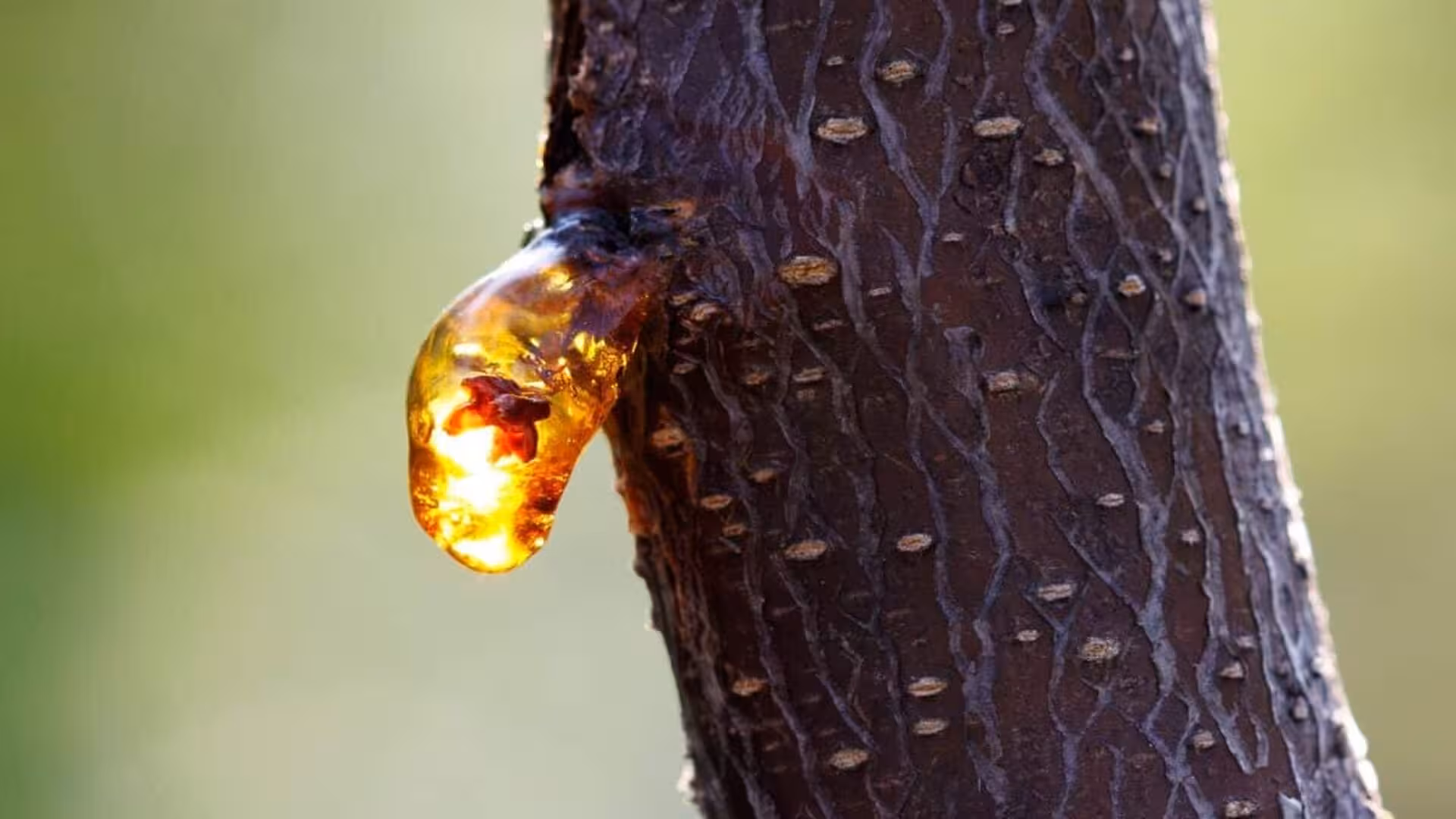 Researchers Uncovered 21 Ancient Creatures Trapped In An Amber Deposit And Remarkably Preserved For 112 Million Years Scaled