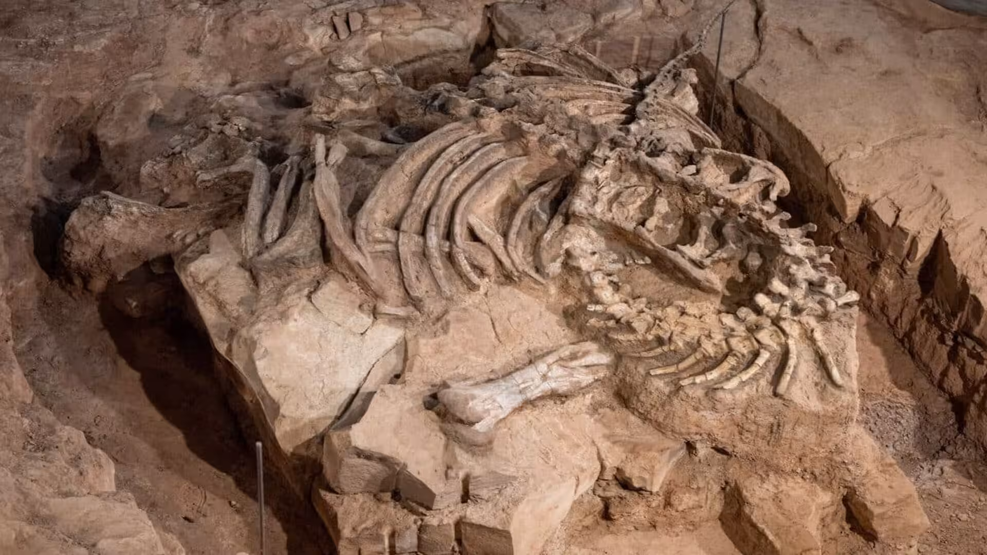 Scientists Finally Reveal What Englands First Complete Dinosaur Skeleton Really Looked Like Scaled