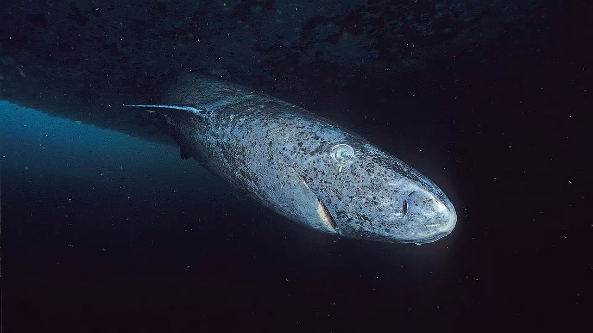 A Greenland shark with a corneal parasite.