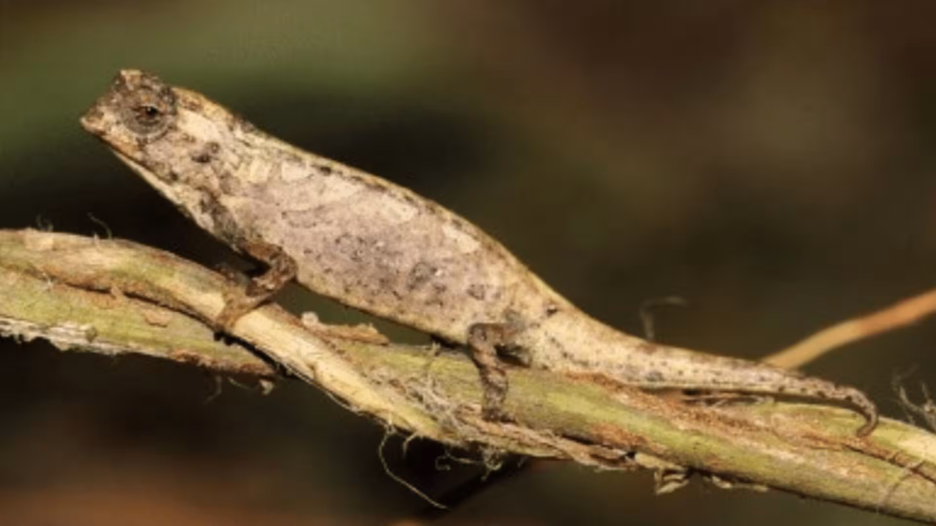 Worlds Smallest Chameleon Discovered In Madagascar So Tiny It Can Perch On A Human Fingertip Scaled