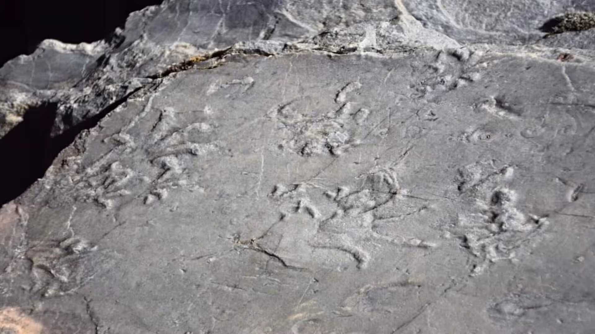 A Hiker Accidentally Found 280 Million Year Old Preserved Footprints Hidden In The Italian Mountains Scaled
