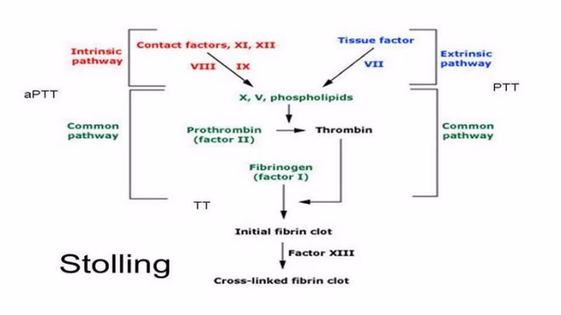 Activated Partial Thromboplastin Time (APTT)