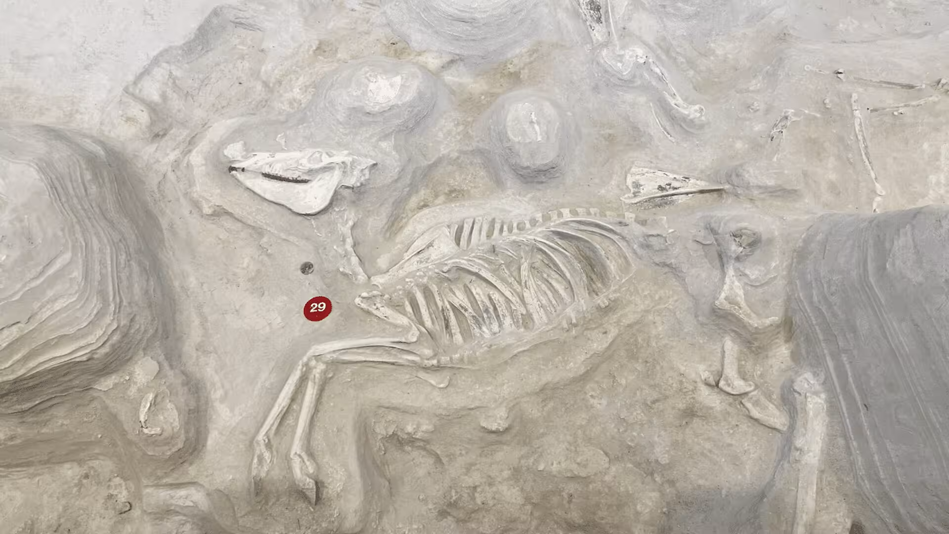 Fossil Study Shows Horses Originated In America And Passed Through China To Europe Scaled