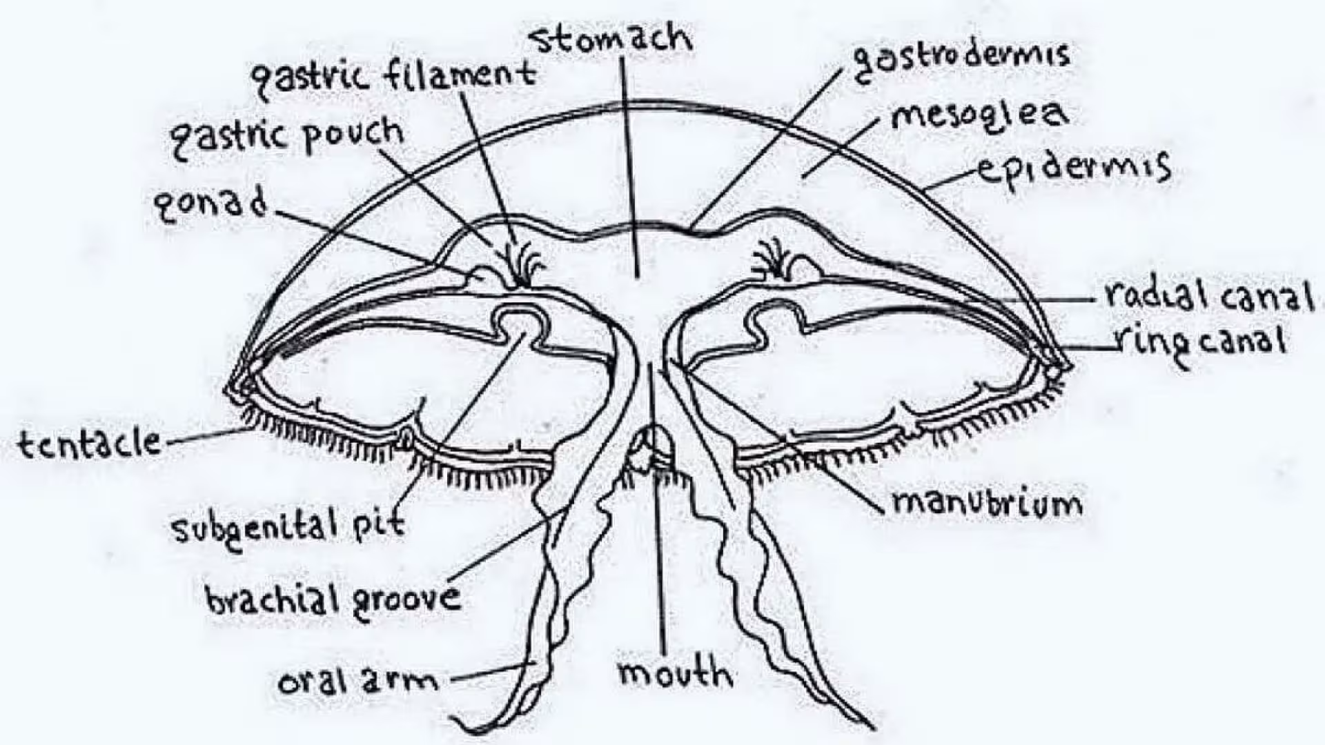 Structure of Jellyfish (Aurelia)