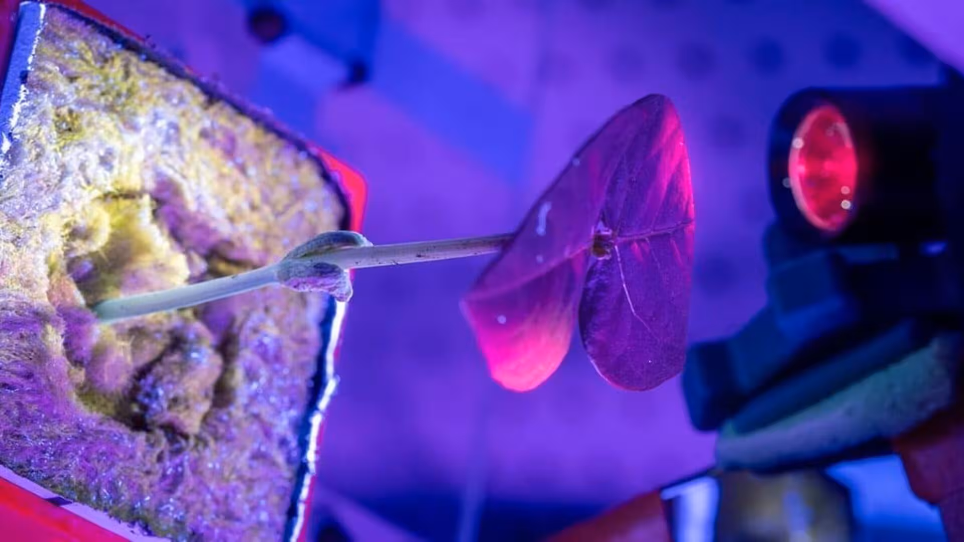 Researchers Found A Way To Turn Ordinary Plants Into Renewable Medicine Factories For Mars Missions Scaled