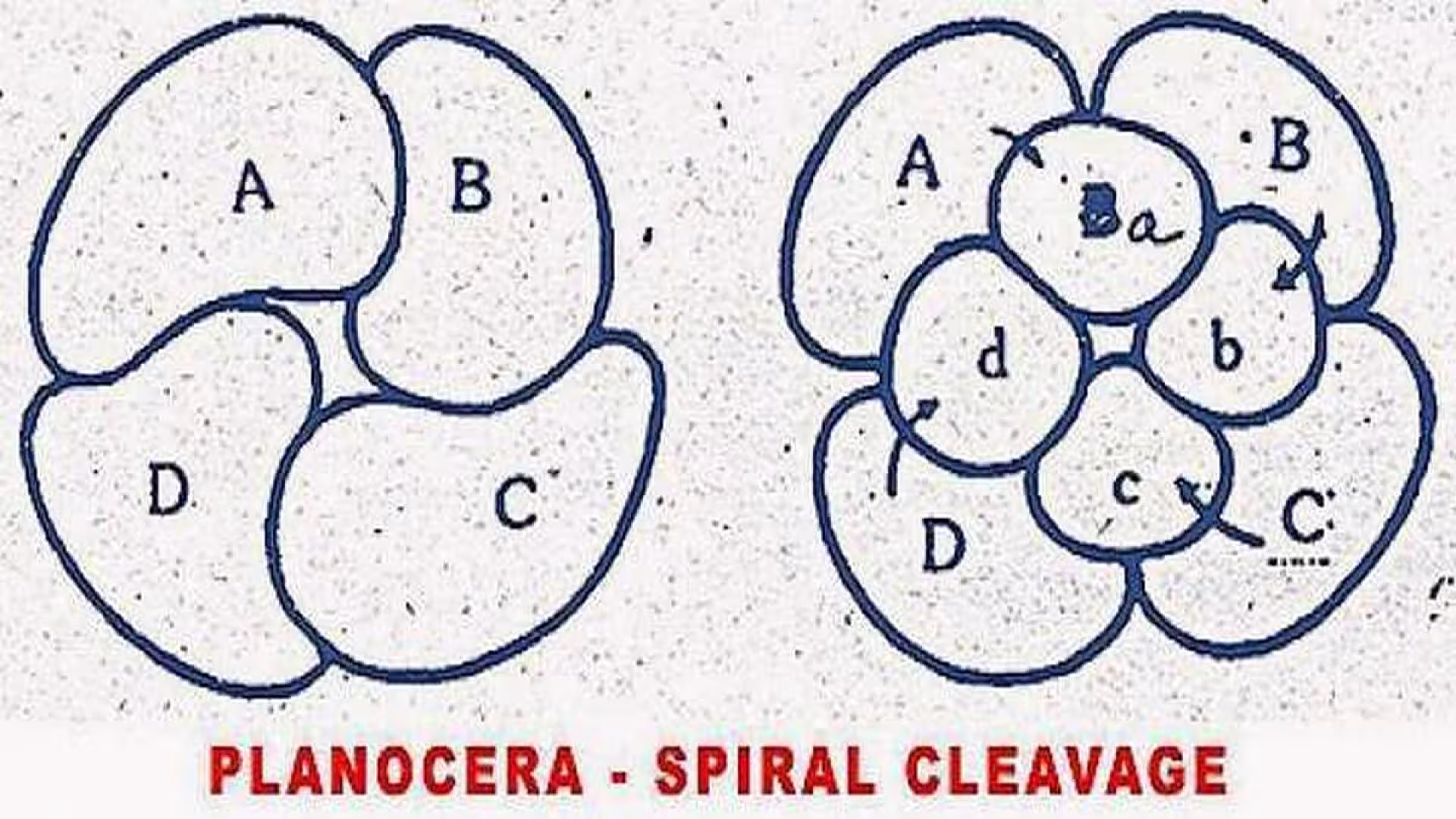 Development of Planocera