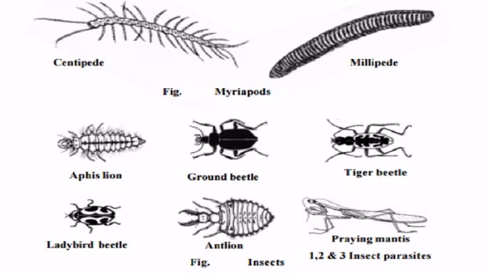 Biology of Arthropoda