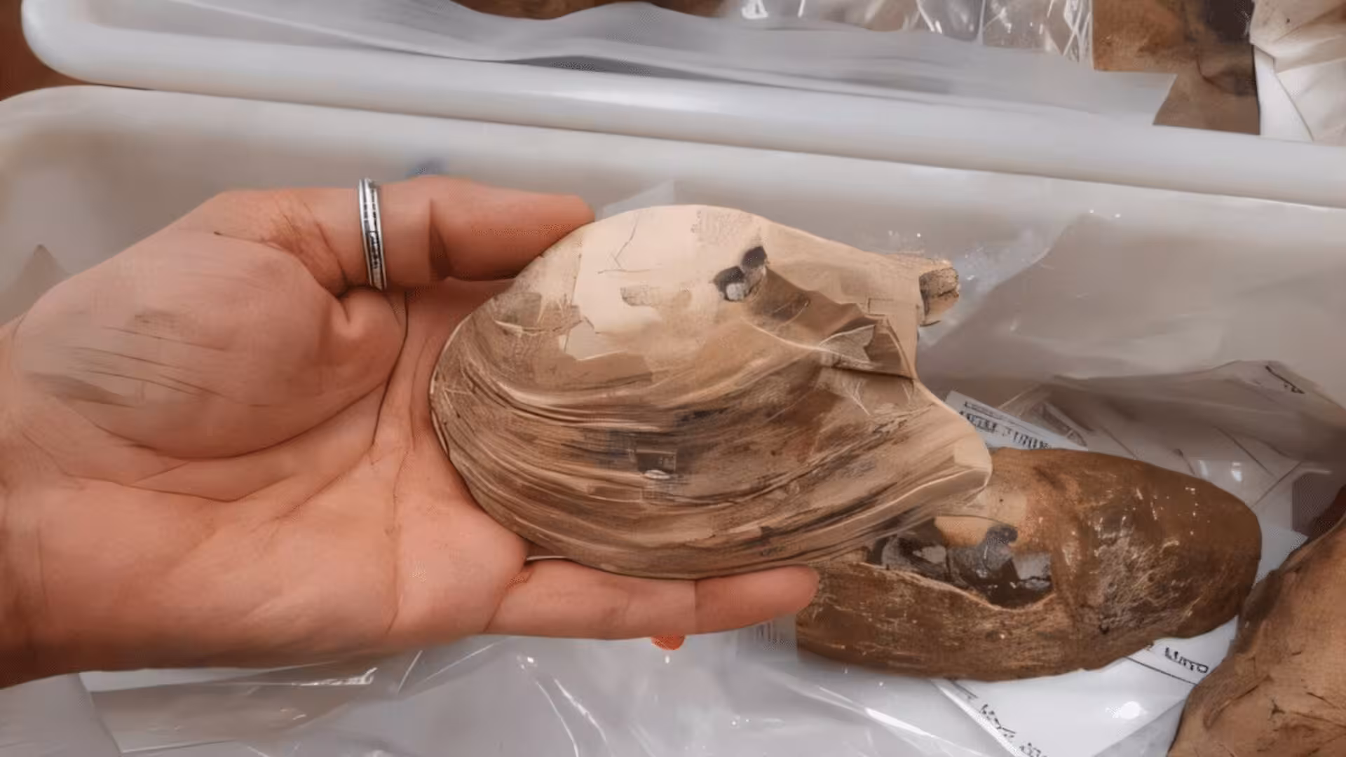 Scientists Discover 125 Million Year Old Pregnant Fossil Packed With Ancient Embryos Scaled