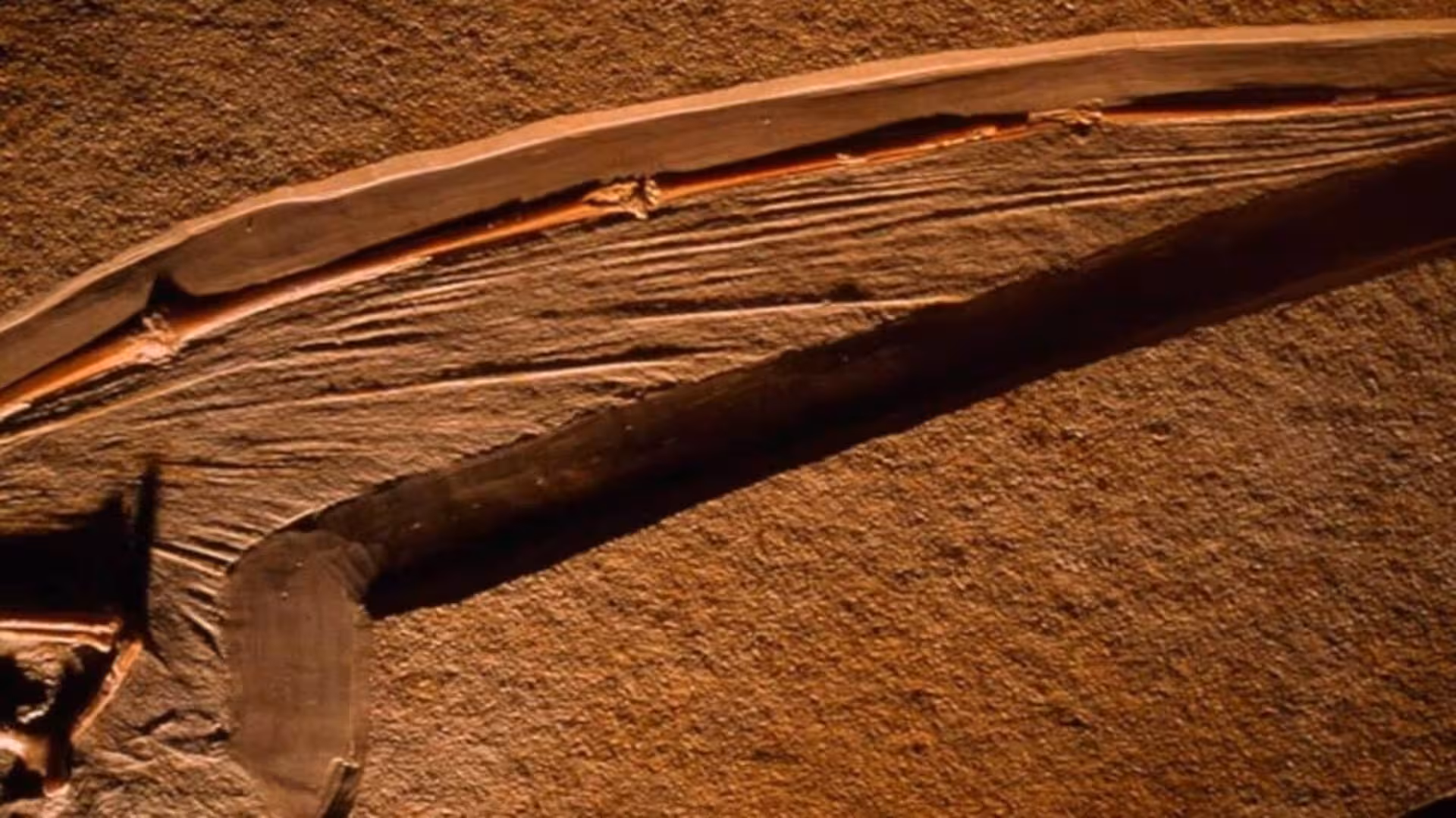 Scientists Discover A 113 Million Year Old Pterosaur Wing Preserved In Extraordinary Detail Scaled