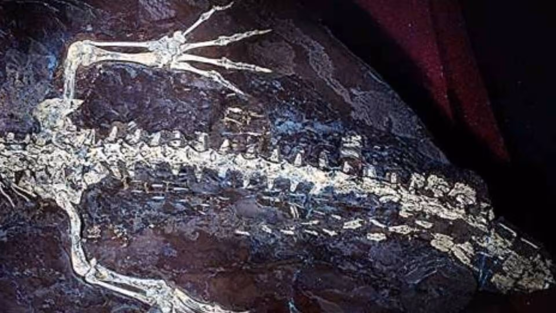 Hidden Under Rock For 125 Million Years This Crocodiles Skin Was So Well Preserved That Scientists Can Still Study Its Details Scaled