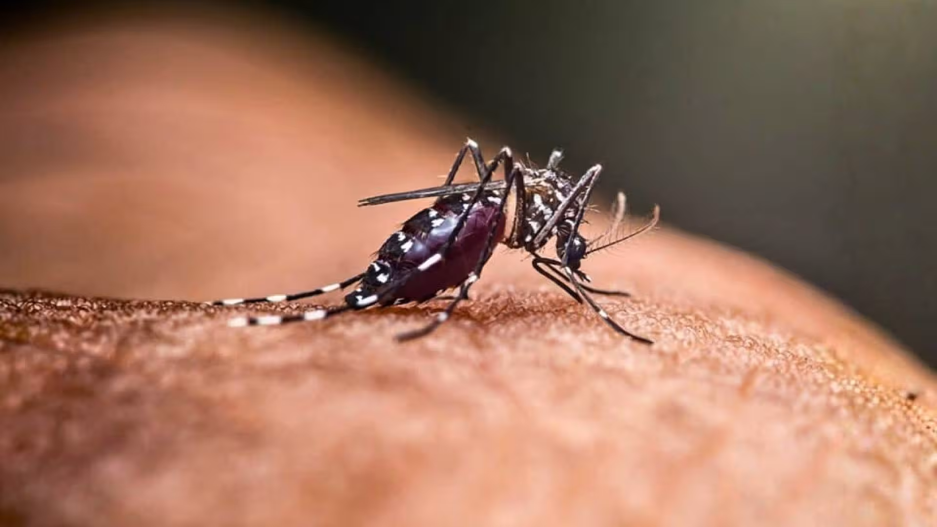 One Of Earths Last Mosquito Free Countries Just Lost Its Natural Shield Scaled