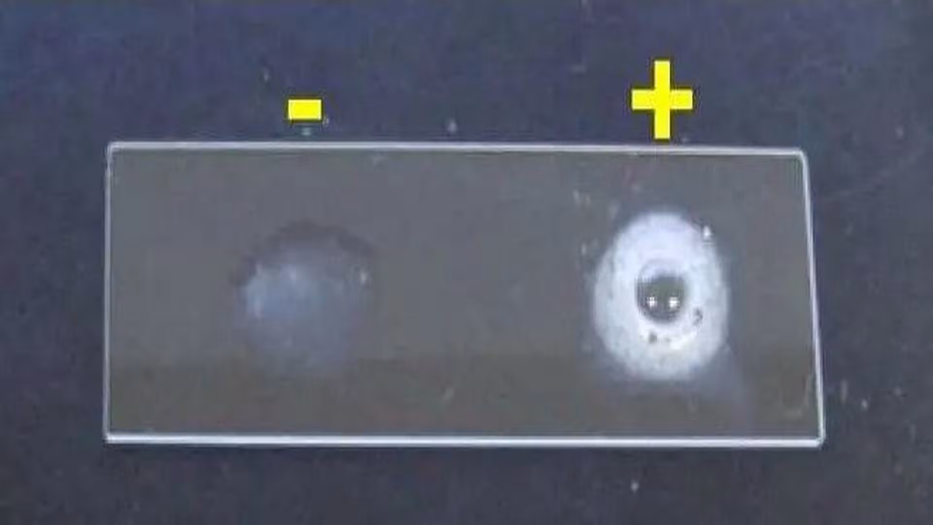 Catalase test.